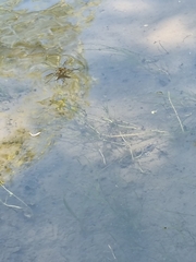 Aquarius chilensis