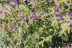 Solanum houstonii