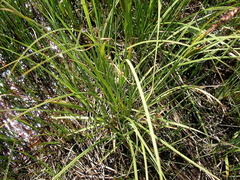 Carex aquatilis