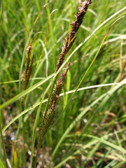 Carex aquatilis