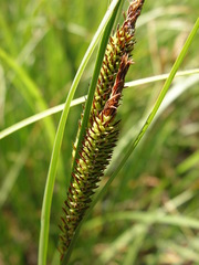 Carex aquatilis