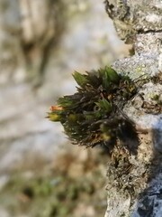 Orthotrichaceae