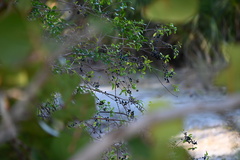 Ligustrum quihoui