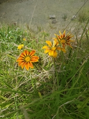 Gazania × splendens