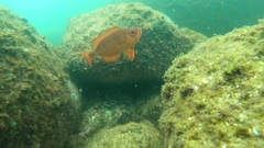 Priacanthus arenatus