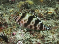 Cirrhitichthys aprinus