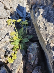 Anisotome pilifera
