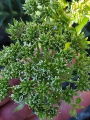 Anisotome pilifera