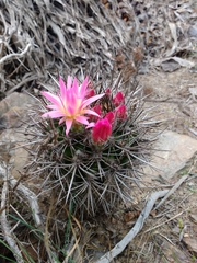 Eriosyce nigrihorrida