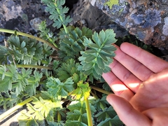 Anisotome pilifera