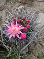 Eriosyce nigrihorrida