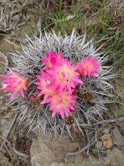 Eriosyce nigrihorrida