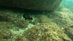 Pareques acuminatus