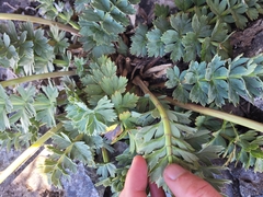 Anisotome pilifera
