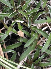 Argyrotaenia franciscana