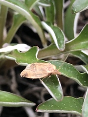 Argyrotaenia franciscana