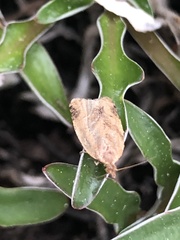 Argyrotaenia franciscana