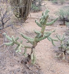 Cylindropuntia fulgida