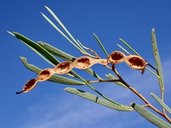 Acacia ligulata