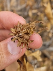 Flourensia thurifera