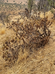 Flourensia thurifera