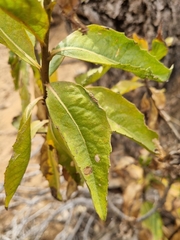 Flourensia thurifera