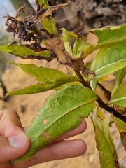 Flourensia thurifera