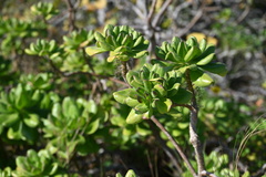 Scaevola taccada