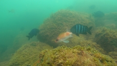 Holocentrus adscensionis