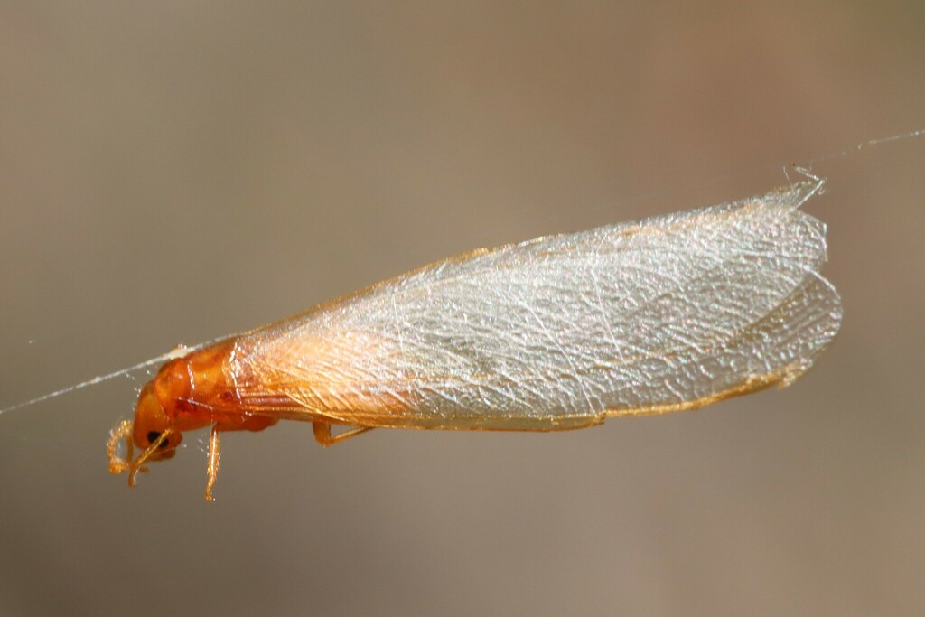 Schedorhinotermes from Sydney NSW, Australia on January 01, 2023 at 12