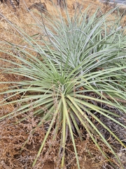 Puya alpestris