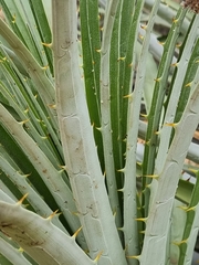 Puya alpestris