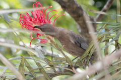 Myzomela obscura