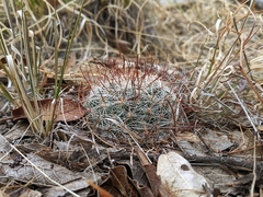 Mammillaria barbata
