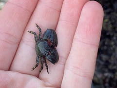 Petrolisthes cinctipes