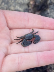 Petrolisthes cinctipes