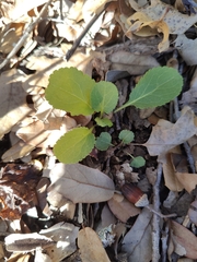 Packera obovata