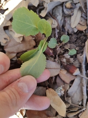 Packera obovata