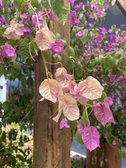 Bougainvillea