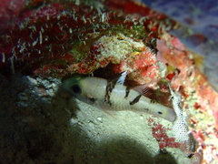 Pristicon trimaculatus