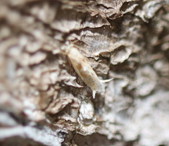 Erechthias citrinopa