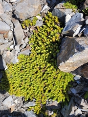 Veronica macrocalyx macrocalyx