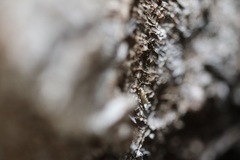 Erechthias citrinopa