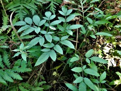 Cicuta maculata maculata