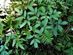 Cicuta maculata maculata