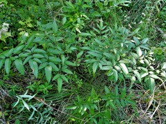 Cicuta maculata maculata