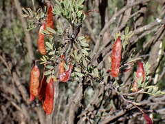 Senna artemisioides coriacea