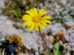 Brachyglottis bellidioides