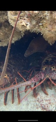 Gymnothorax mordax