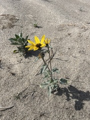 Helianthus petiolaris canescens